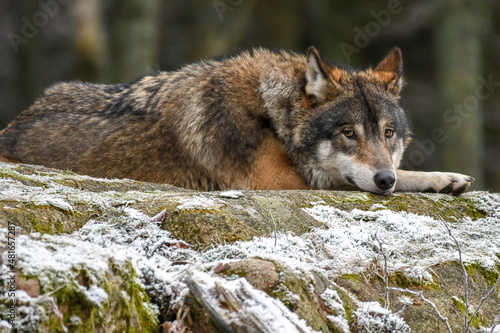 gray wolf canis lupus