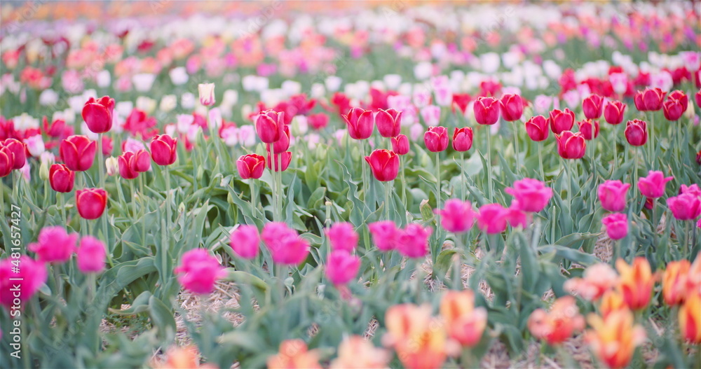Blooming Tulips on Agriculture Field Blooming Tulips on Agriculture Field