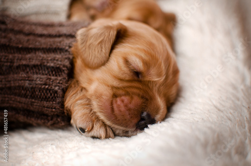 english cocker spaniel newborn puppy photo shoot cute pet portrait