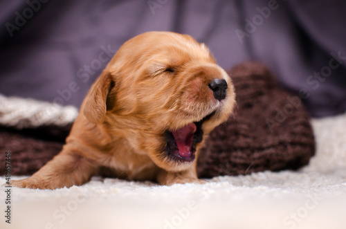 english cocker spaniel newborn puppy photo shoot cute pet portrait  © Kate