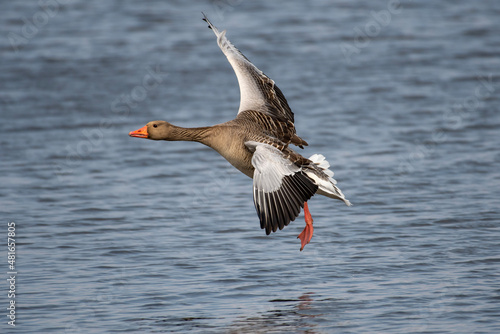 goose in flight