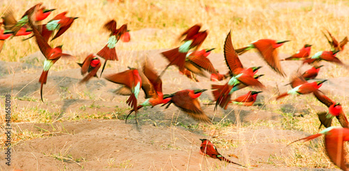 Part of a large colony of Carmine Bee-eaters nesting in the bank of the Linyanti River during the breeding season - Chobe National Park in Botswana photo