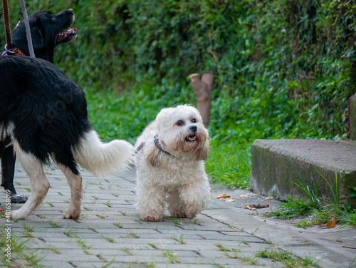 Small Maltese Mix Dog Walking on a Gray Leash in a Park in Medellin, Colombia
