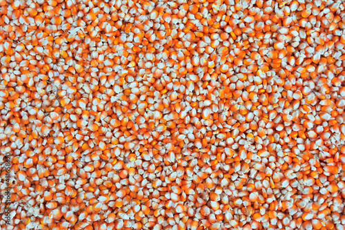 Close up  dried yellow corn kernels are lined up in the background.