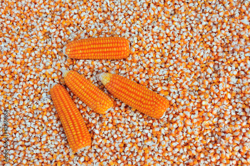 Close up  dried yellow corn kernels are lined up in the background.