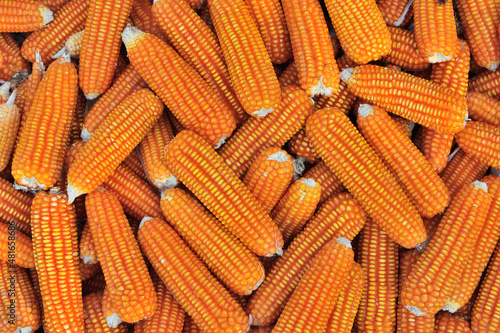 Close up  dried yellow corn kernels are lined up in the background.