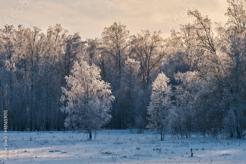 winter landscape with snowy trees at sunset