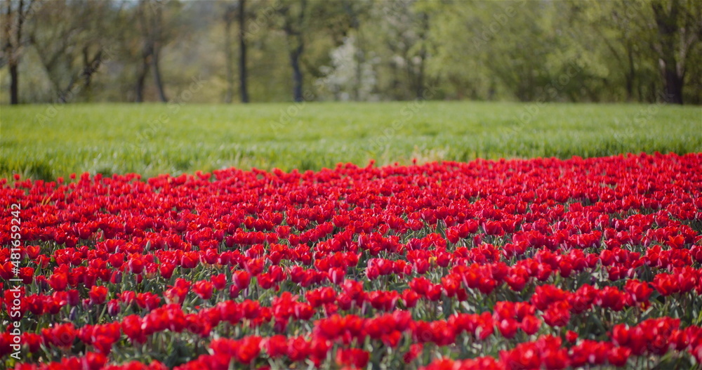 Blooming Red Tulips on Flowers Plantation Farm