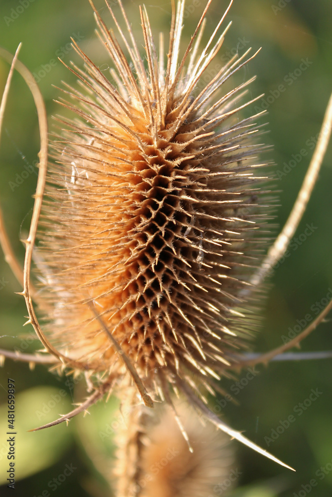 close up of a thistle close up of a thistle