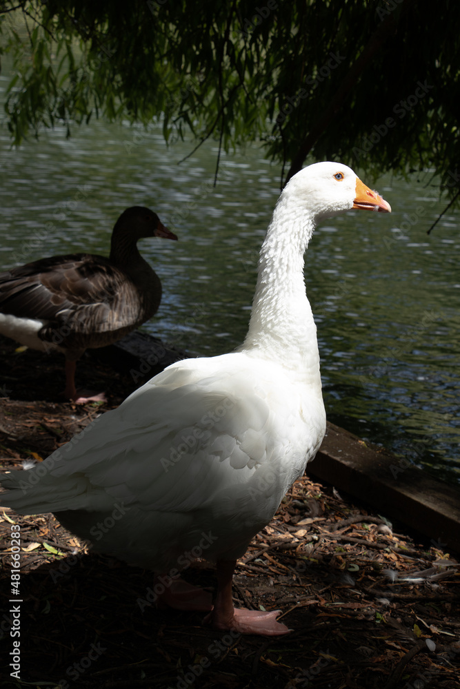 White goose by the lake White goose by the lake