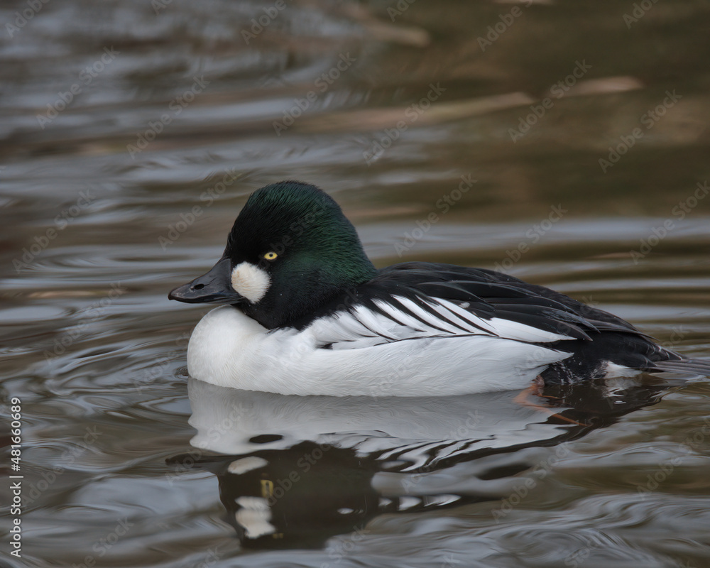 Drake Common goldeneye (Bucephala clangula) Drake Common goldeneye (Bucephala clangula)