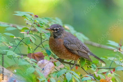 Close-up of an American Robin (Turdus migratorius) perched in a Burning Bush (Euonymus alatus).