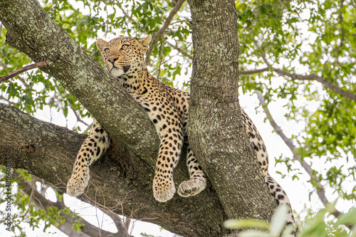 A male Leopard lazing high in the branches of a large tree in Moremi Game Reserve, Botswana © Bill