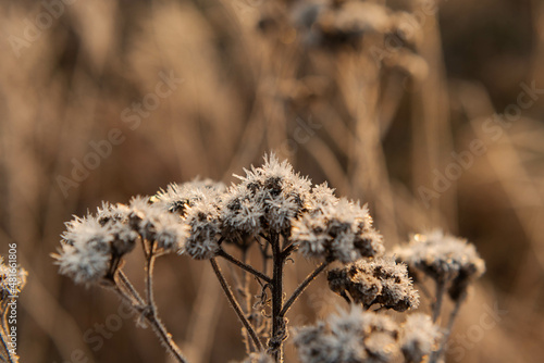 Łąkowe, suche rośliny w zimowy poranek, pokryte kryształami szronu.