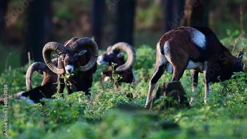 Mouflon widder group standing in the forest during the rutting season with fallow deers in background, autumn, north rhine westphalia, germany, (ovies aries musimon, dama dama) photo