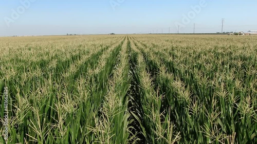 San Joaquin Valley Aerial Shot Corn Field Forward California USA photo