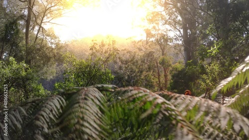 Scenery of native Australia forest. Lush evergreen vegetation in wilderness photo