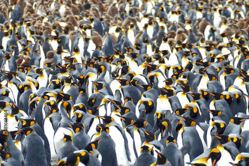 King penguins make a pattern Fototapet