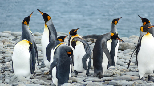 A group of king penguins