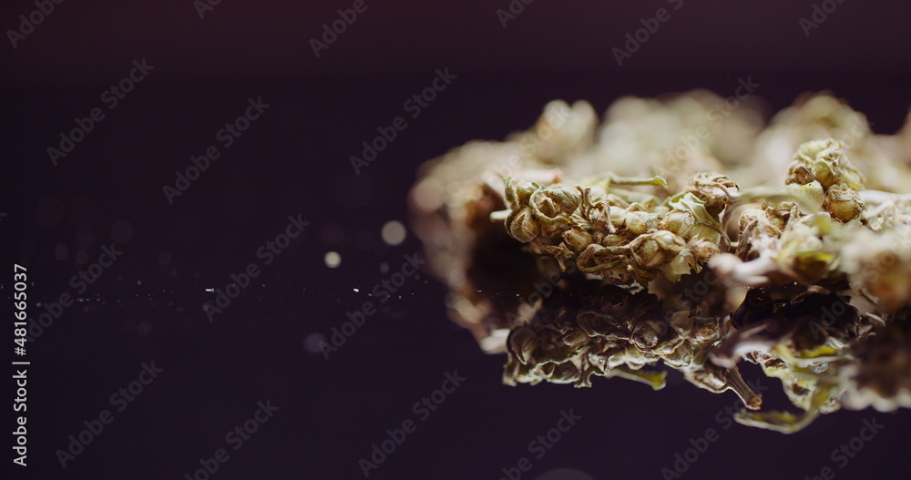 Close up of Cannabis Rotating on Black Background.