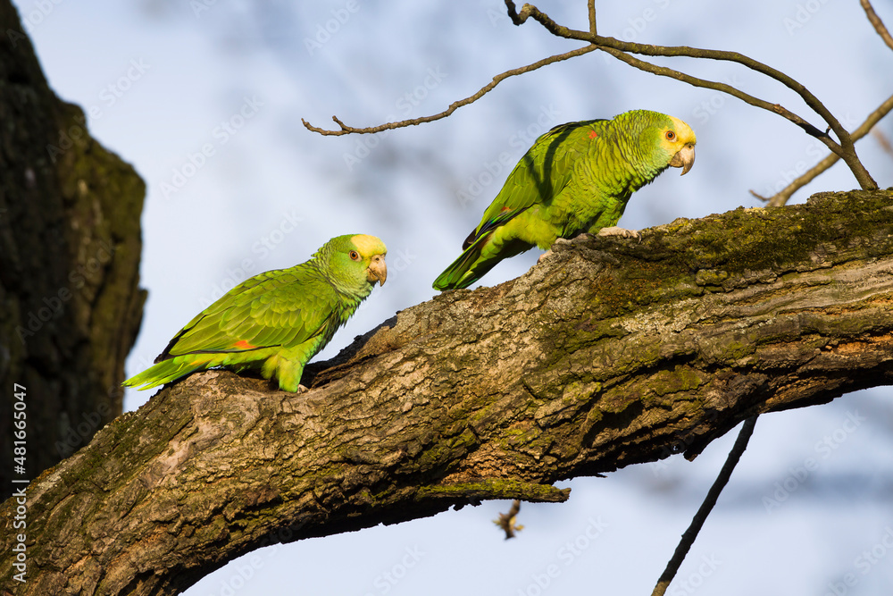 Gelbkopfamazone (Amazona oratrix) Gelbkopfamazone (Amazona oratrix)