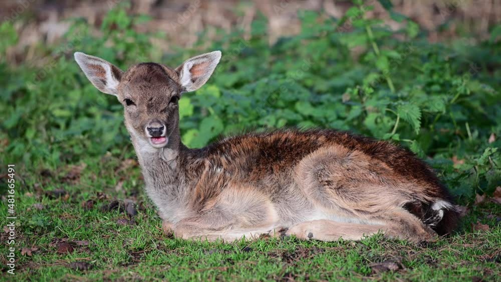 Fallow deer calf lying sick on forest meadow and resting , autumn, mating time, north rhine westphalia, (dama dama), germany
Fallow deer calf lying sick on forest meadow and resting , autumn, mating time, north rhine westphalia, (dama dama), germany