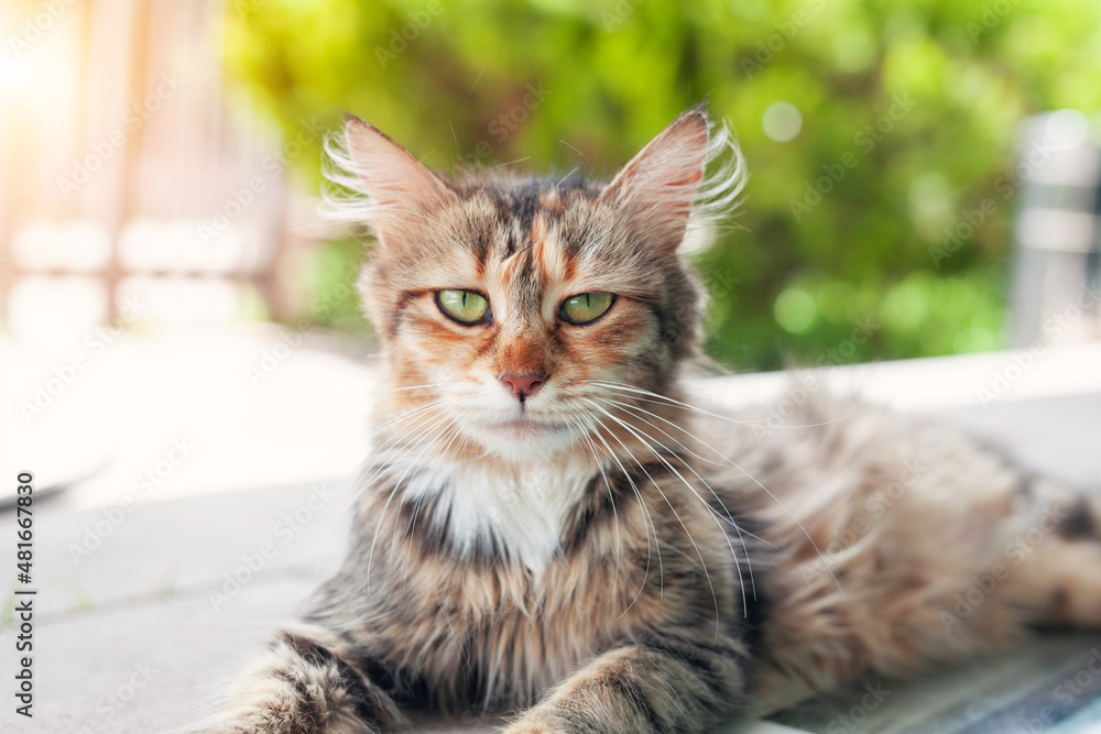 Beautiful tabby cat standing on ground and curiously looking at camera. Adorable kitten in the garden. Beautiful tabby cat standing on ground and curiously looking at camera. Adorable kitten in the garden.