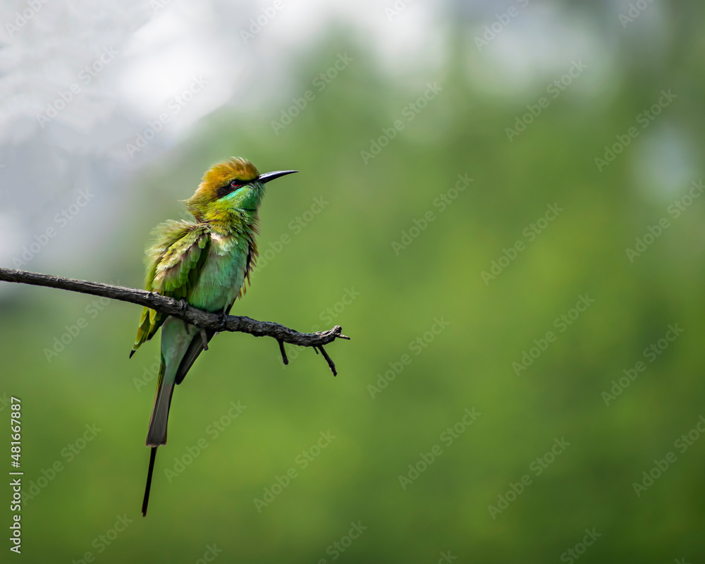 Isolated image of Green Bee eater(Merops orientalis) bird , sitting on a tree branch with clear background. Isolated image of Green Bee eater(Merops orientalis) bird , sitting on a tree branch with clear background.