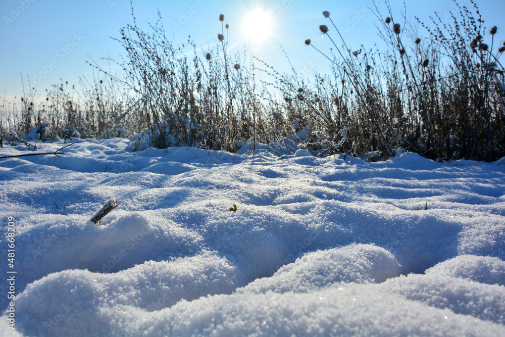 Lot of snow with tall grass and sun Lot of snow with tall grass and sun