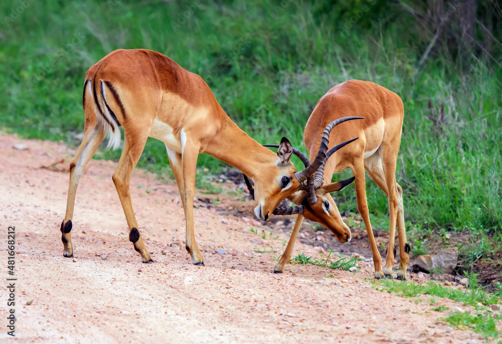 Young impala antelopes sort things out by exchanging blows of horns. Young impala antelopes sort things out by exchanging blows of horns.