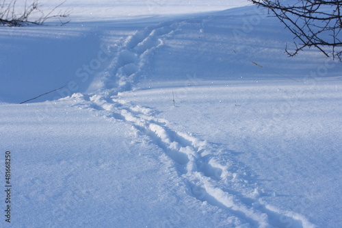 Footprints in the snow on a winter evening © MIKHAIL BATURITSKII	