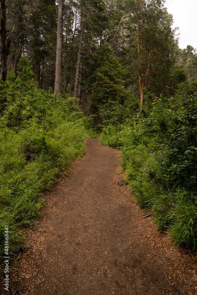 Fototapeta premium Hiking in the woods. View of the footpath across the forest. 