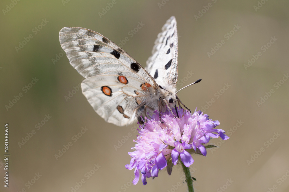 Obraz premium Roter Apollo (Parnassius apollo)