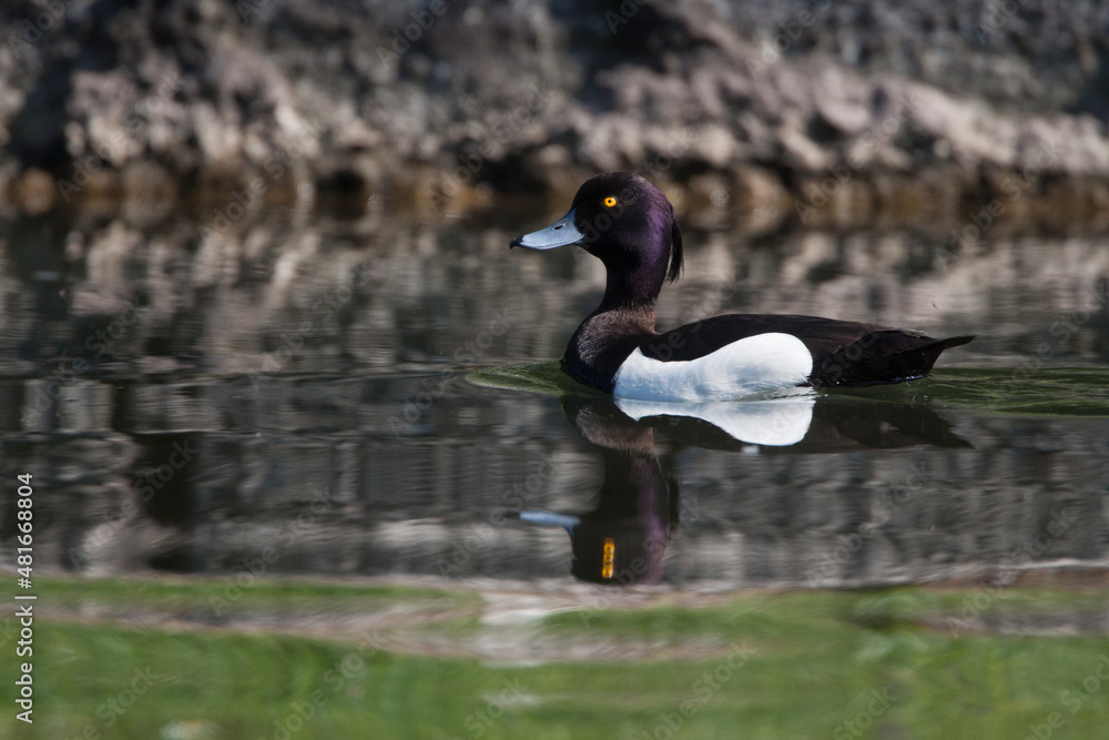 Reiherente (Aythya fuligula) Männchen Reiherente (Aythya fuligula) Männchen