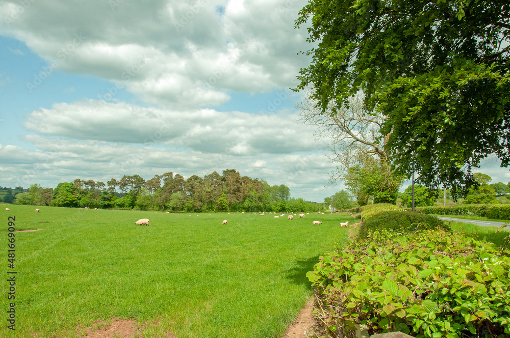 Rural scenery around Hay-on-Wye, England and Wales in the summertime.