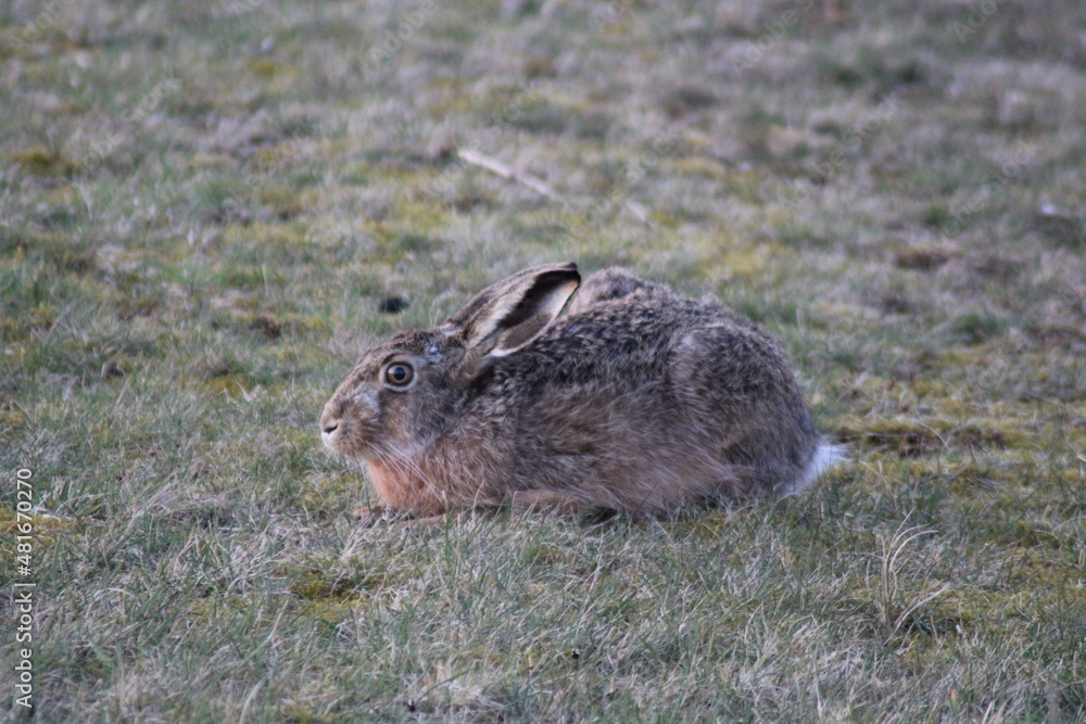 Fototapeta premium Feldhase