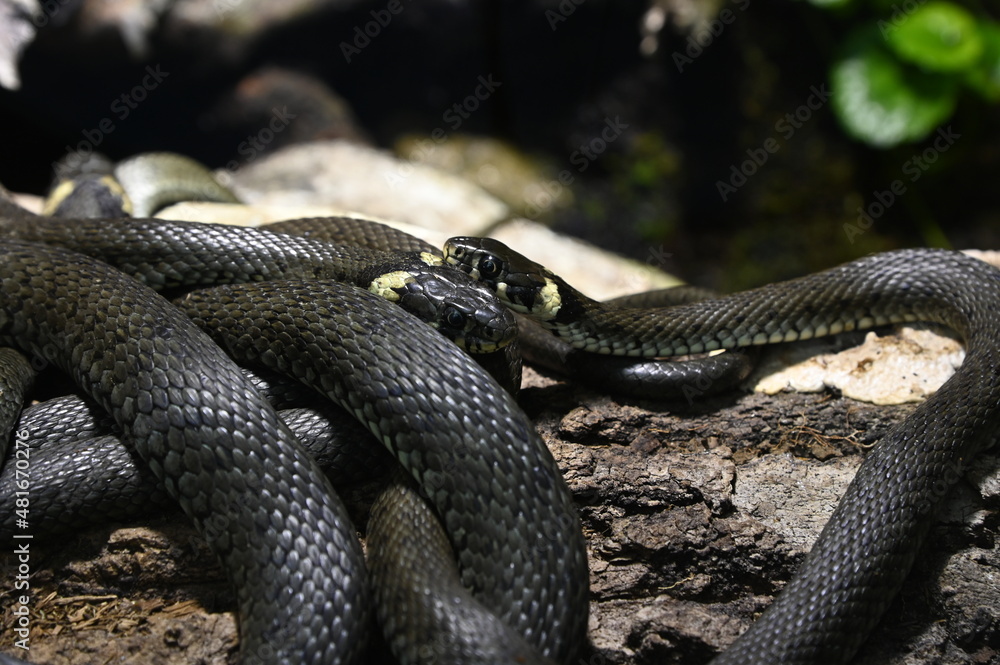 two grass snakes two grass snakes
