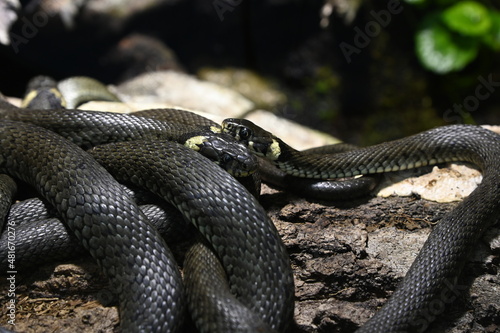 two grass snakes