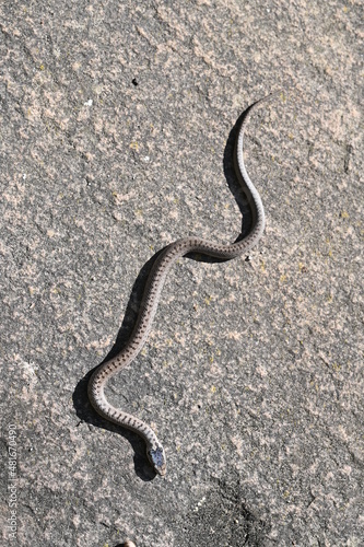 smooth snake on rocky ground