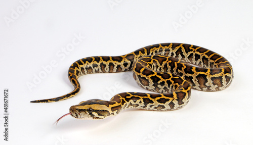 züngelnde Schlange - Dunkler Tigerpython // Burmese python (Python bivittatus) 