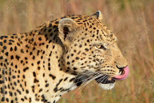 leopard licking itself
