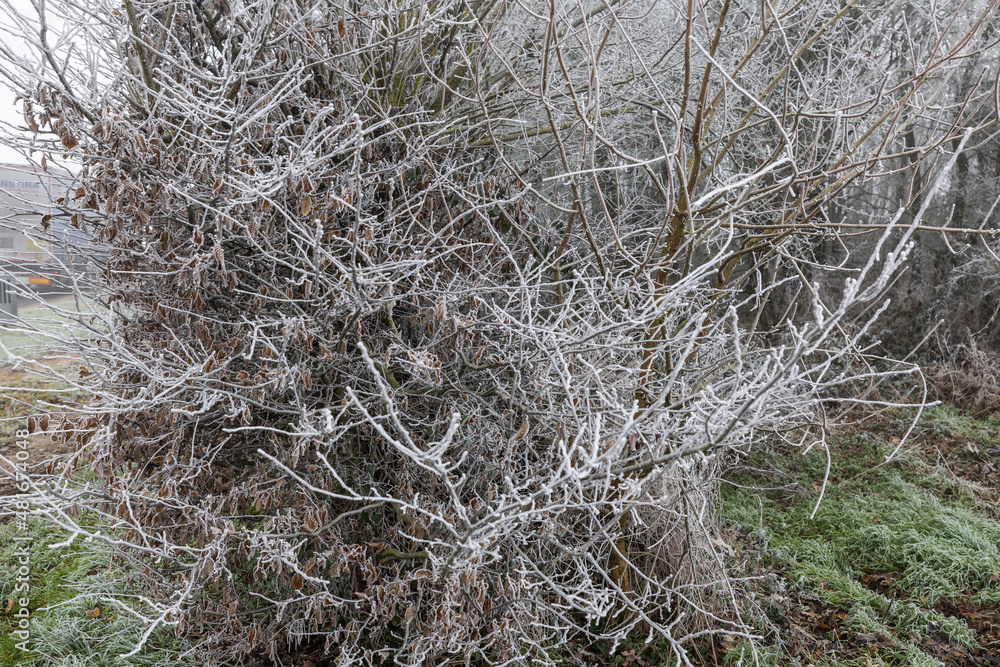 Branche d'arbre en hiver avec du givre Branche d'arbre en hiver avec du givre