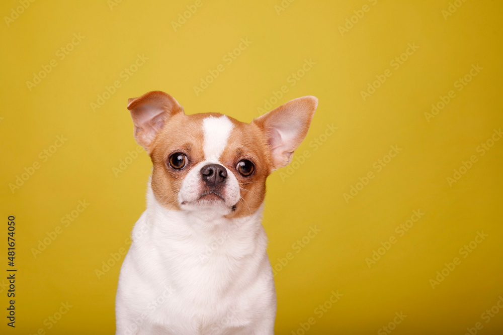 Chihuahua dog with over yellow background looking at camera. Copy space for your text