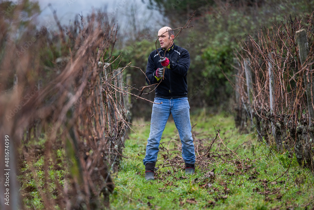Ouvrier viticole réalisant le travail de décrochage du serment du vigne Ouvrier viticole réalisant le travail de décrochage du serment du vigne