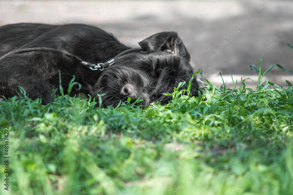 black dog breed Giant Schnauzer sleeping in the green grass on a hot day black dog breed Giant Schnauzer sleeping in the green grass on a hot day