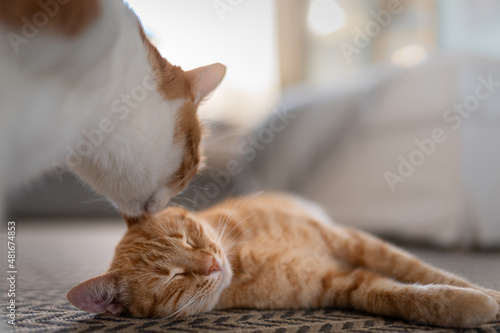 Fototapeta Naklejka Na Ścianę i Meble -  white cat licks the head of a brown tabby cat. close up
