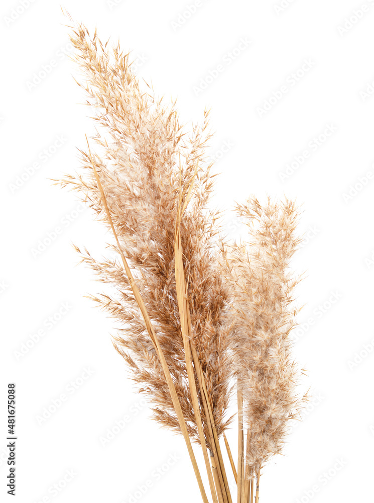 Bouquet of cane. Bouquet of cane.