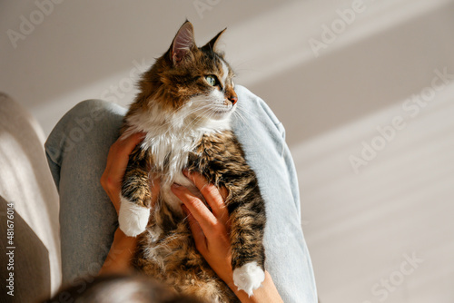 Cropped shot of young woman holding her cute domestic cat with green eyes. Unrecognizable female petting purebred straight-eared long hair kitty on her lap. Background, copy space, close up.