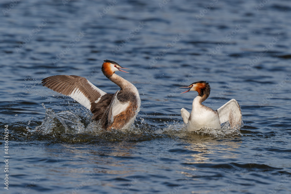 Fototapeta premium Great crested grebe (Podiceps cristatus) fighting during mating season in the north - Noord Holland - of the Netherlands