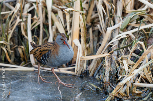 Water rail (Rallus aquaticus) searching for food along the bank of an almost completely ice-covered ditch in the south of the Netherlands 